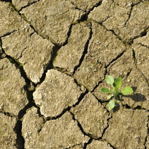 هيئة تطوير الرياض تدرج ثلاثة برامج لمواجهة آثار ظاهرة التغير المناخي