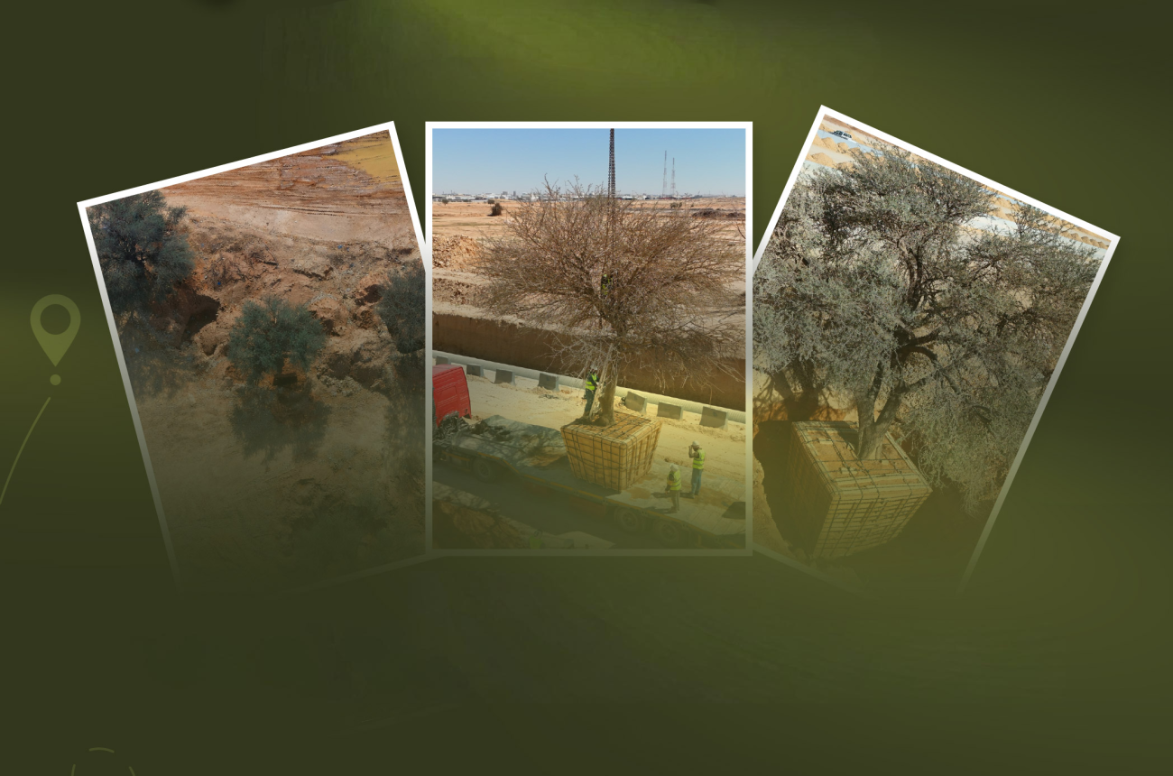 RCRC Preserves Three Heritage Trees Within the Second Southern Ring Road Development Project