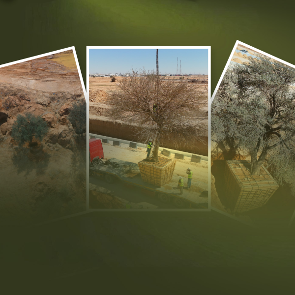 RCRC Preserves Three Heritage Trees Within the Second Southern Ring Road Development Project