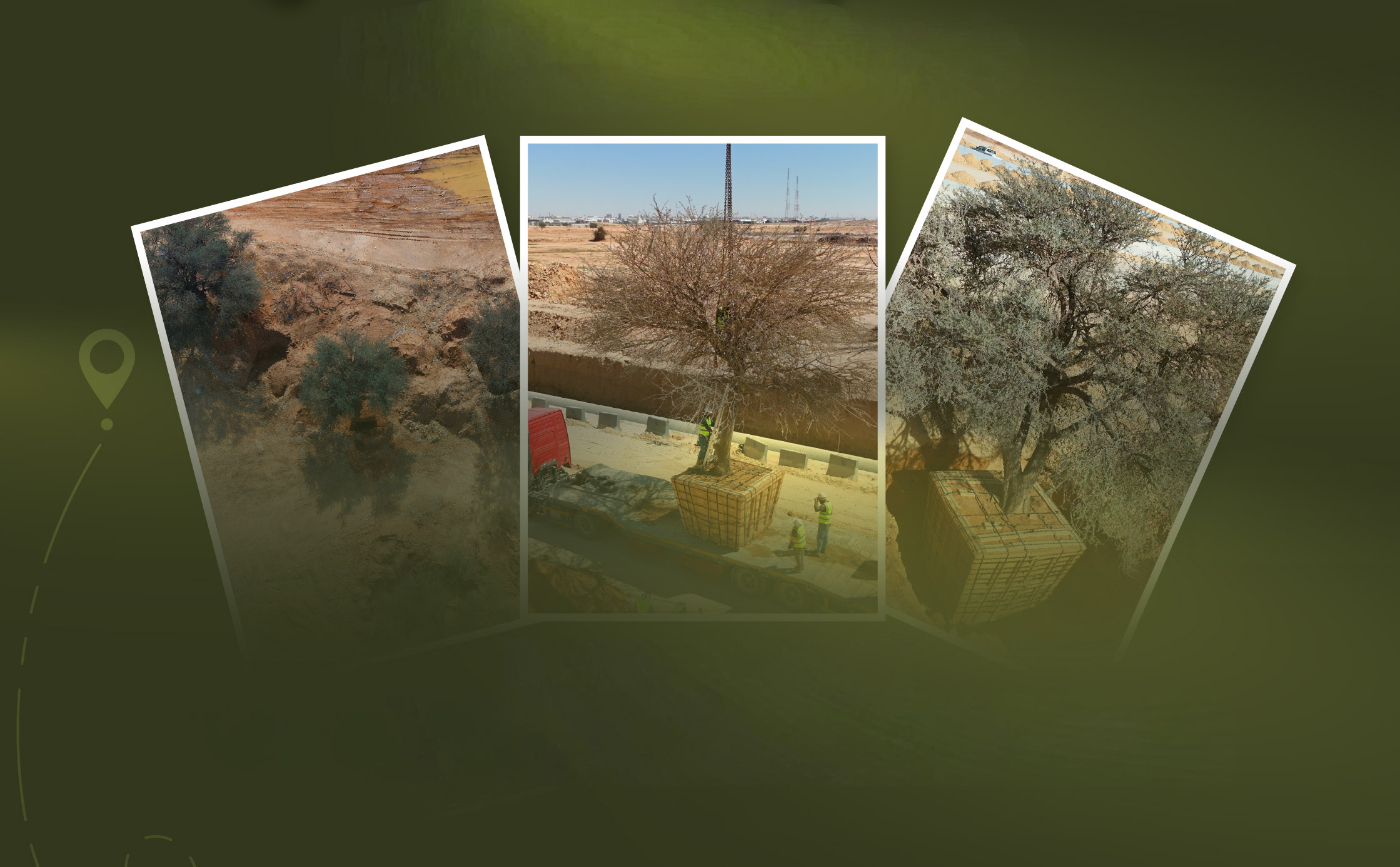 RCRC Preserves Three Heritage Trees Within the Second Southern Ring Road Development Project