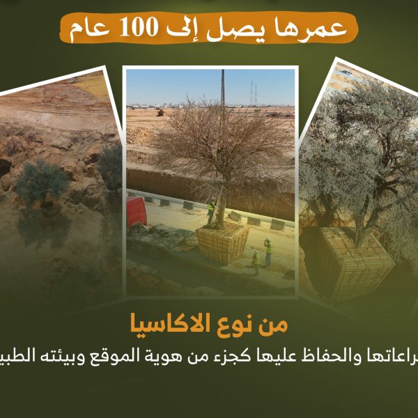 الهيئة الملكية تحافظ على ثلاث أشجار معمّرة ضمن مشروع تطوير الطريق الدائري الجنوبي الثاني