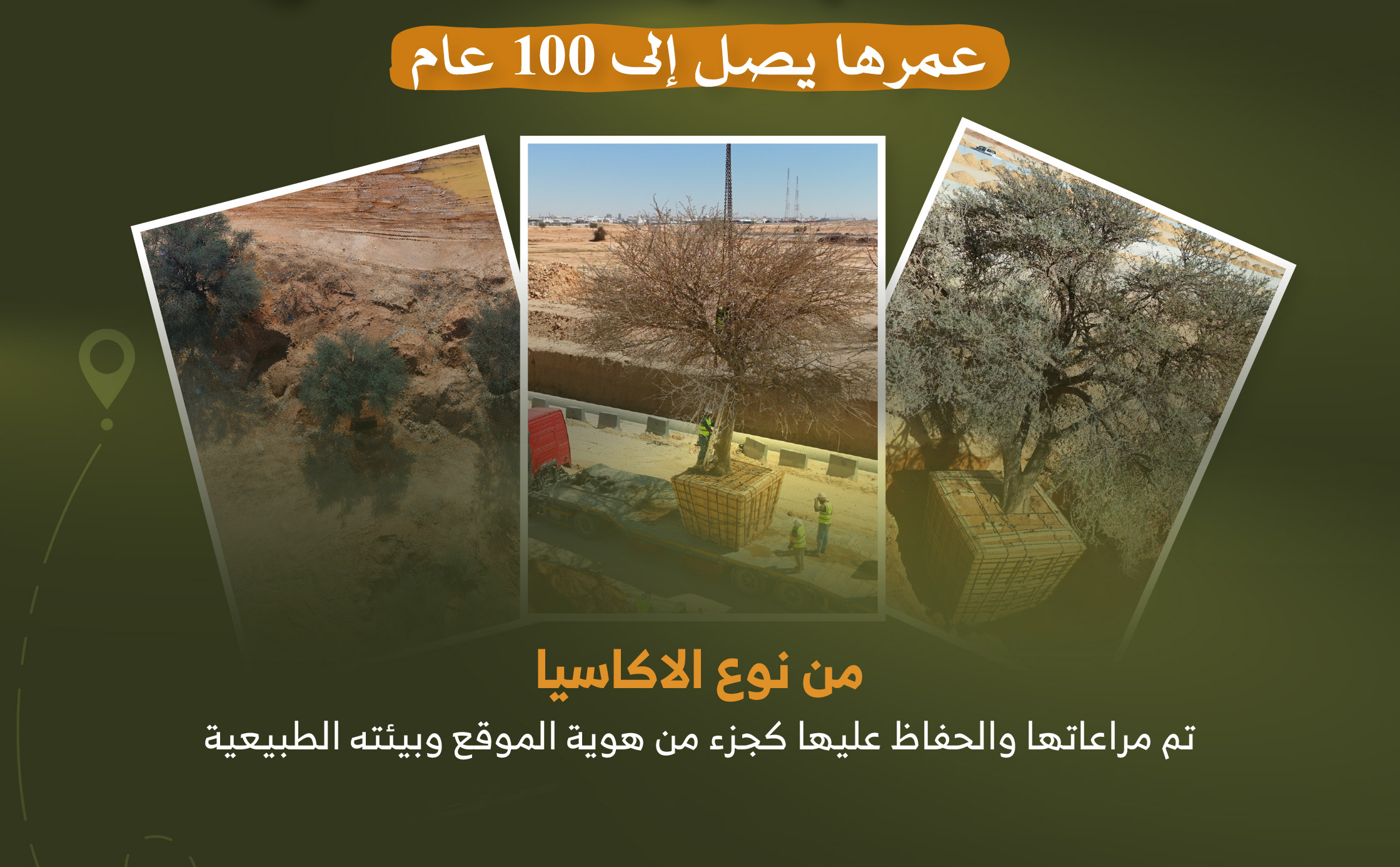 الهيئة الملكية تحافظ على ثلاث أشجار معمّرة ضمن مشروع تطوير الطريق الدائري الجنوبي الثاني